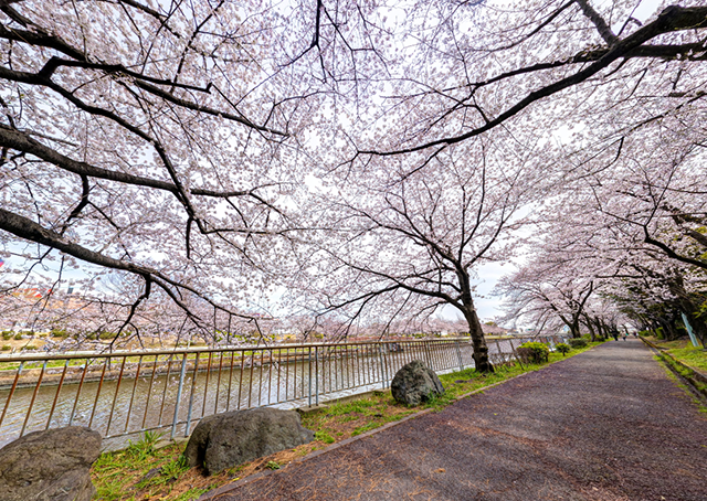 荒子川公園-桜-
